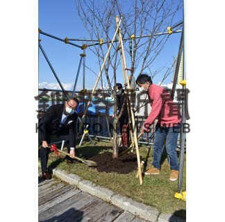 港文館周辺に桜を　トラック協会が植樹(2021-11-04)