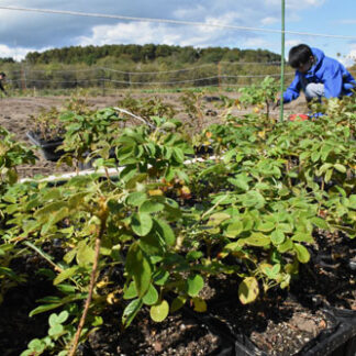 町花ハマナス制定50年　化粧品原料として栽培も(2021-11-03)