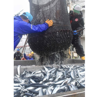 サンマ今季最高１４５０㌧超　全国水揚げ、根室・花咲港で４５３㌧(2021-11-12)