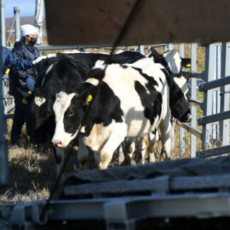丸々太って２２４頭里帰り　新野牧場で退牧(2021-11-07)