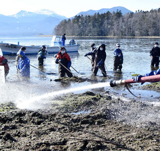 阿寒湖の打ち上げられたマリモ湖内へ(2021-12-10)
