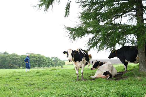 有機飼料認証された87㌶の草地に放牧される乳牛たち