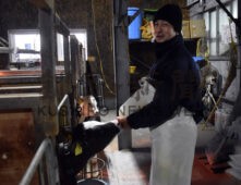 健康で長生きする牛の飼養を最重要視し牛舎内で子牛にミルクを与える矢口さん