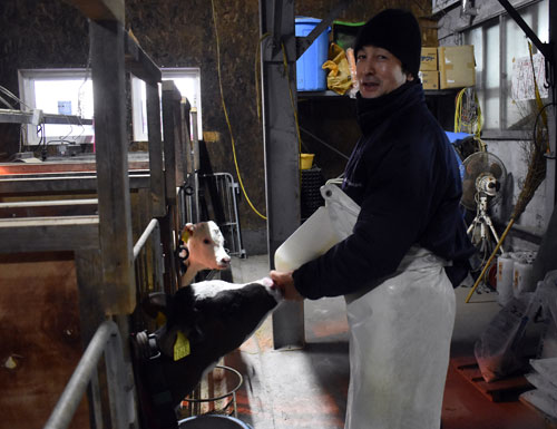 健康で長生きする牛の飼養を最重要視し牛舎内で子牛にミルクを与える矢口さん