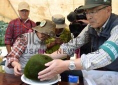 ２０１９年８月、２２年ぶりに行われたマリモの大規模個体数調査
