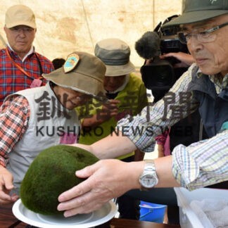 ２０１９年８月、２２年ぶりに行われたマリモの大規模個体数調査