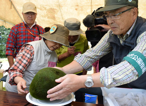 2019年8月、22年ぶりに行われたマリモの大規模個体数調査
