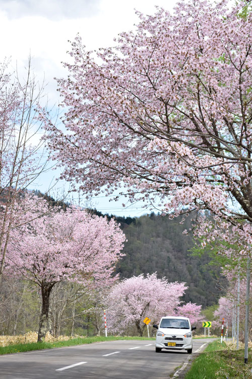 音別の景勝地を選定した音別新八景の一つ、上音別桜並木街道