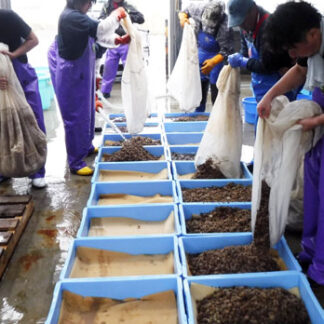 稚ウニ７０万粒増産へ　赤潮被害対策で生産体制整備(2021-12-15)