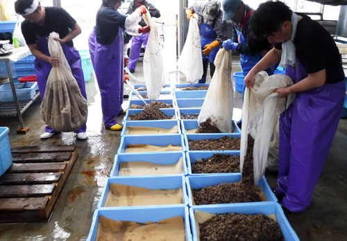 稚ウニ70万粒増産へ 赤潮被害対策で生産体制整備(2021-12-15)