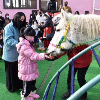 白馬と園児触れ合い　仏教釧路幼稚園(2021-12-12)