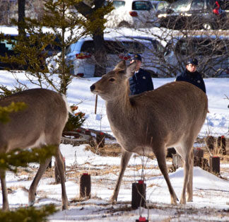 車とシカ衝突事故多発　厚床地区から酪陽地区間、５年で最多、１００件に迫る(2021-12-15)