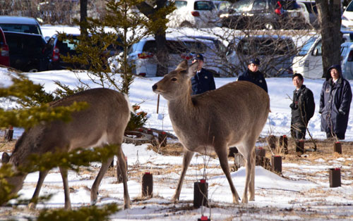 車とシカ衝突事故多発 厚床地区から酪陽地区間、5年で最多、100件に迫る(2021-12-15)