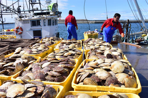 石垣市長 ホタテ漁場再生「積極支援」(2021-12-16)