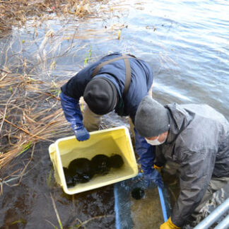 マリモ冬ごもり　阿寒湖湖底に１００個返還作業(2021-12-03)