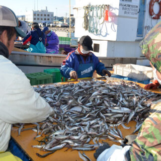 釧路海域シシャモ水揚げ最低　５・６％減６８㌧(2021-12-03)