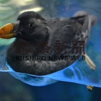 北方領土に生息する海鳥・エトピリカに会いに海遊館に行って来た！_3(2022-02-01)