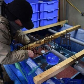 サケの里親になりませんか　シャケの会、今年も募集(2022-01-08)