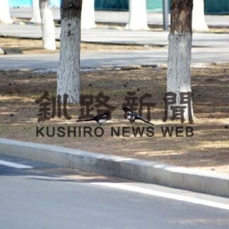 北京よもやま話　大都会でバードウオッチング(2022-02-23)