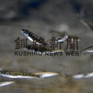 標津サーモン科学館今季オープン(2022-02-03)