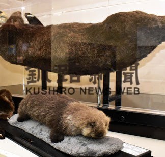 ラッコ 標本、赤ちゃん追加　国内唯一貴重な剥製そろう　根室の資料館(2022-03-24)