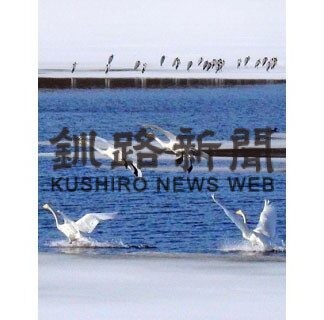 オオハクチョウ羽休め　塘路湖、春の訪れ告げる(2022-03-27)