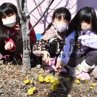 福寿草に園児笑顔　ひぶな幼稚園(2022-03-10)