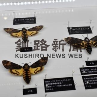 〝人面蛾〟の標本展示　釧路市立博物館(2022-03-18)