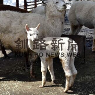 アルパカ初お披露目　釧路市動物園(2022-03-30)