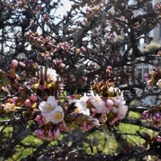 早咲きの千島桜開花　根室振興局、標準木の予想は12日(2022-05-01)