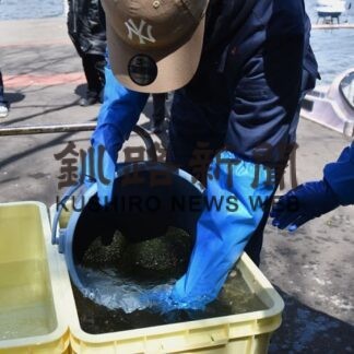 越冬マリモ100個引き上げ　阿寒湖(2022-04-28)