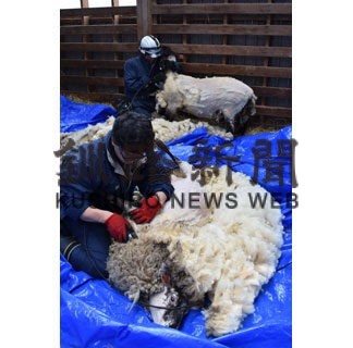 手際よく羊の毛刈り　標茶町育成牧場、春を迎え衣替え(2022-04-27)
