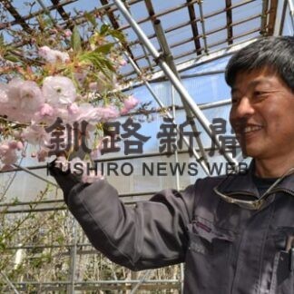 フゲンゾウ咲いたよ　厚岸子野日公園(2022-04-28)