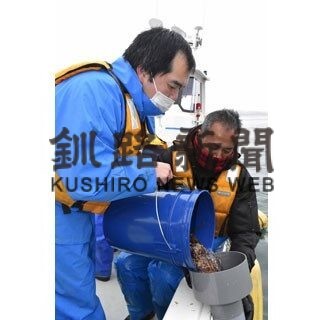 花咲稚ガニ放流開始　過去最高６２万匹生産、落石地先に２０万匹(2022-04-27)