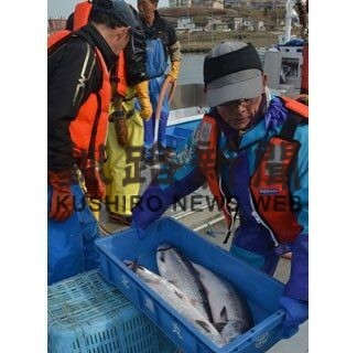 トキシラズ初水揚げ　釧路市東部漁協、春定置網漁始まる(2022-04-26)
