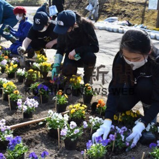ＧＷの動物園、パンジーで演出　 山花小中児童生徒が３００株植栽(2022-04-30)