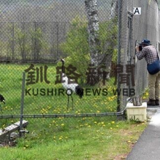 タンチョウひなすくすく　鶴公園が営業再開(2022-05-20)