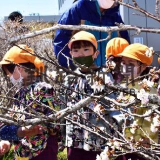 サクラ終着根室に　昨年より１日早く開花宣言(2022-05-10)