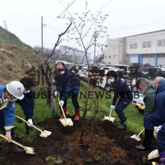 成長の願い込め植樹　チシマザクラ１６５本に　歯舞地区マリンビジョン協議会(2022-05-20)