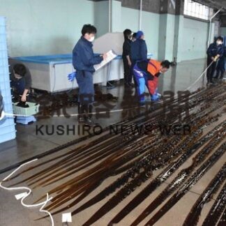 前浜コンブの資源調査　歯舞漁協、サンプル採取し測定(2022-05-17)