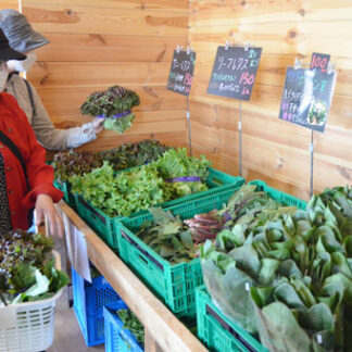 「新鮮な野菜食べて」福西農園の直売所が営業開始(2022-05-16)