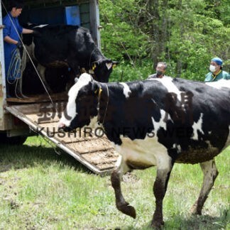 乳牛の放牧始まる　音別の育成牧場で４２０頭(2022-05-31)