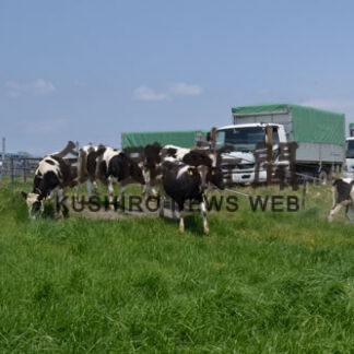 預託牛放牧 のびのび　町営牧場、電気柵設置、初日は１２０頭(2022-05-25)