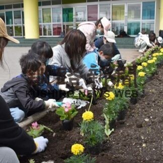 鶴野小花壇に彩り　ＰＴＡら３００株植栽(2022-05-30)
