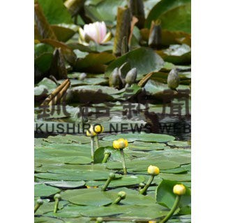 初夏告げるネムロコウホネ　スイレンと共演(2022-05-31)