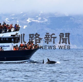 潮吹くシャチに歓声　羅臼の観光船、再点検し運航(2022-05-08)
