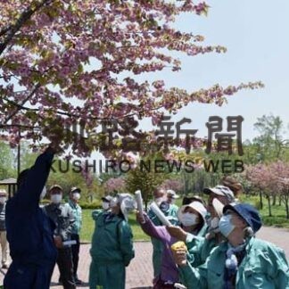 他の桜と見比べて　ツルキクサクラ観察会(2022-05-25)