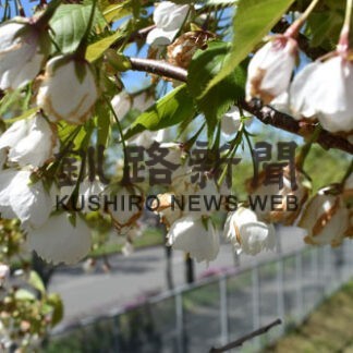 東雲小の雨宿満開　贈り主・品田さん「元気に育って」_1(2022-05-31)