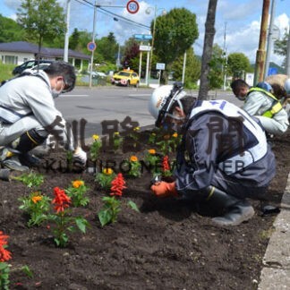 阿寒町の玄関口彩り　小野寺組が花植えで地域貢献(2022-06-21)
