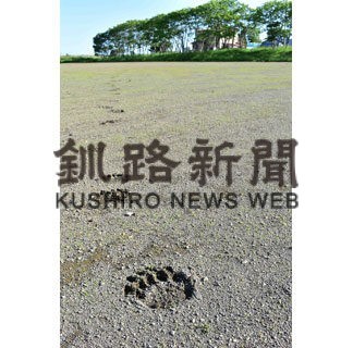 クマ市街地出没、警戒　旧柏陵中敷地、大型成獣か(2022-06-29)